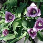 My Purple Tulips