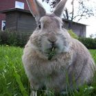 My Rabbit Arne :)