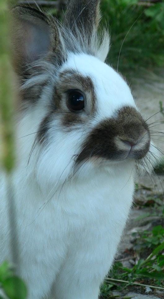 My rabbit Rilu!