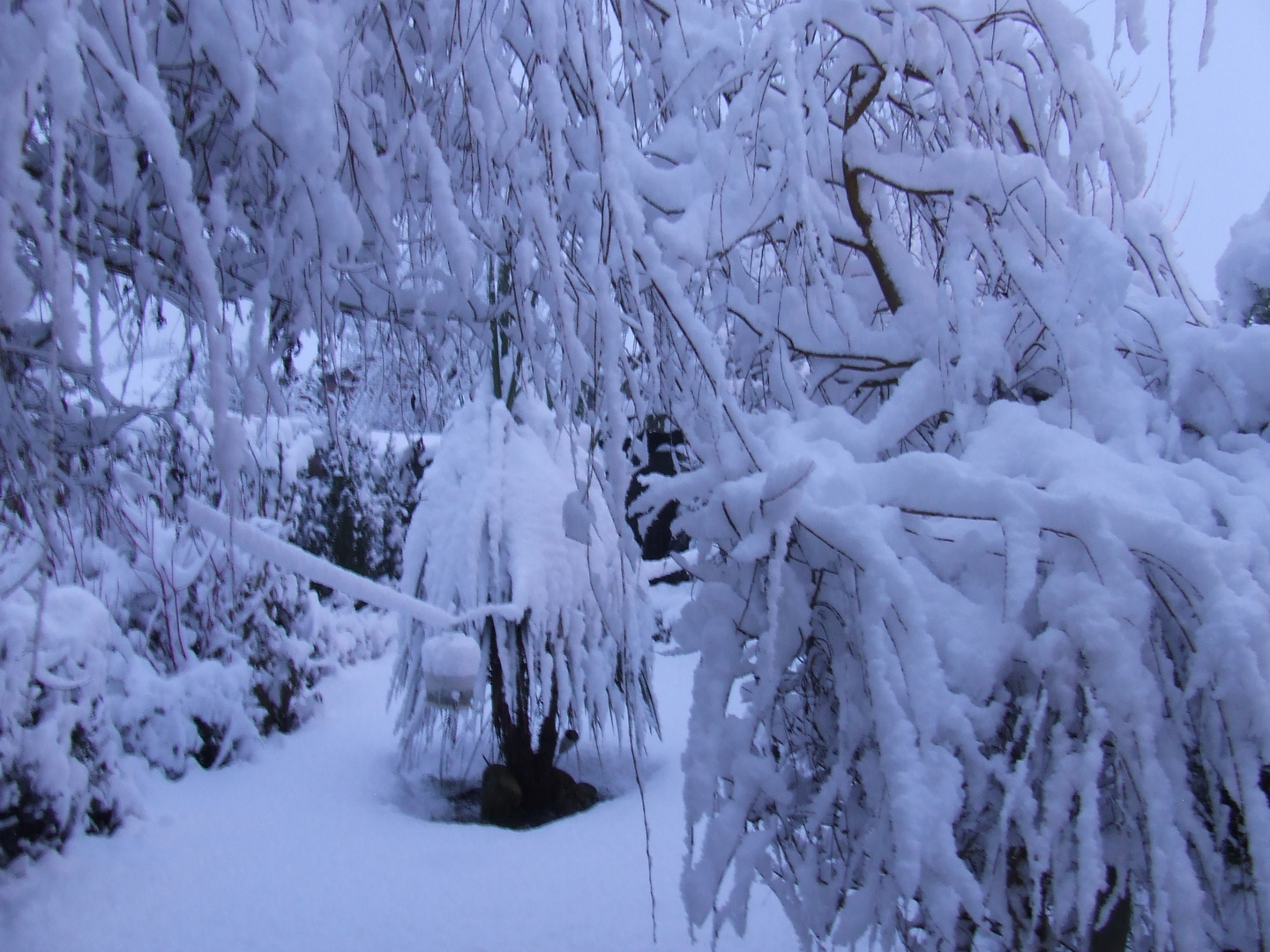 My rear garden