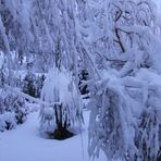 My rear garden