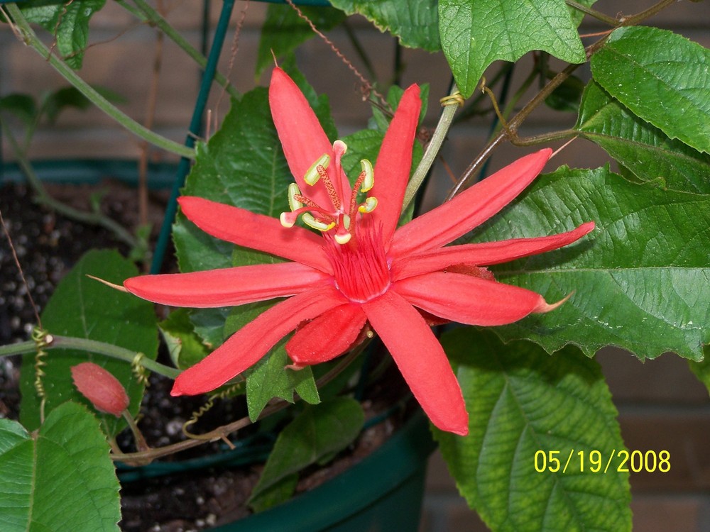 MY RED-ORANGE PASSIFLORA BLOOMING VINE