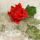 MY RED ROSE 01