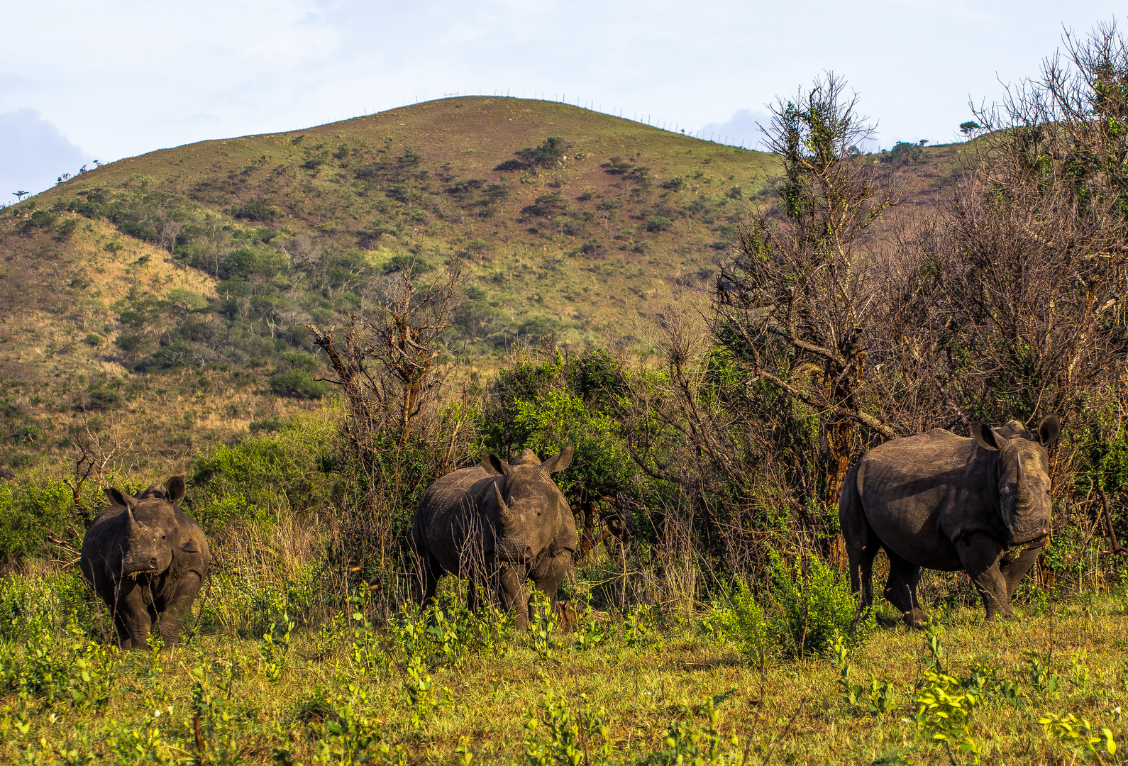 My Rhinos- Friends