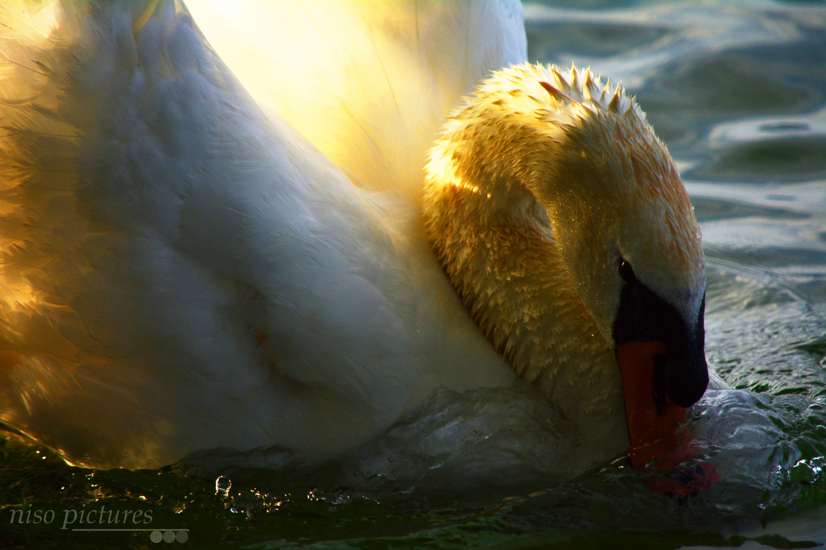 My romantic moment with a swan