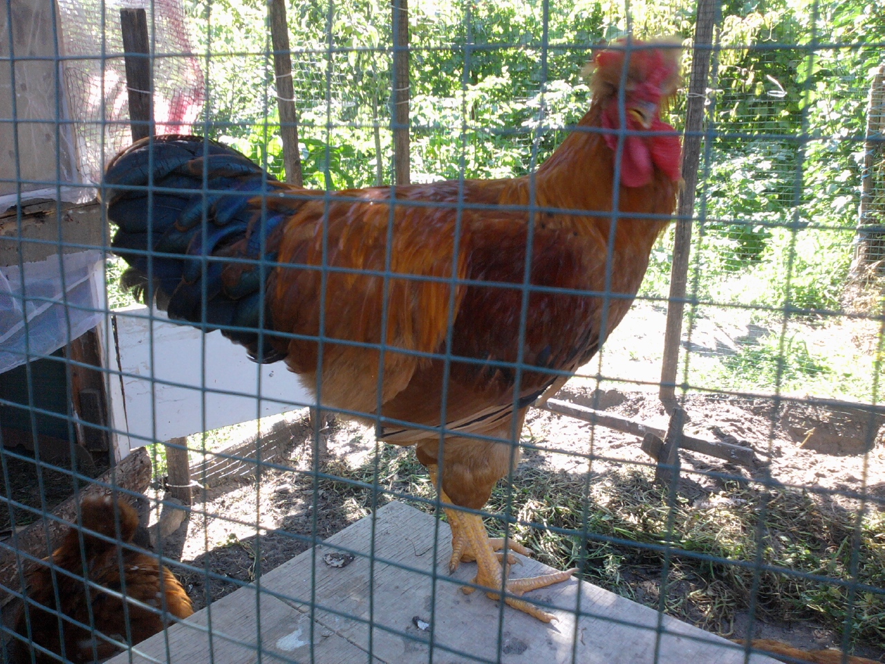 My rooster