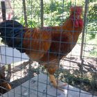 My rooster