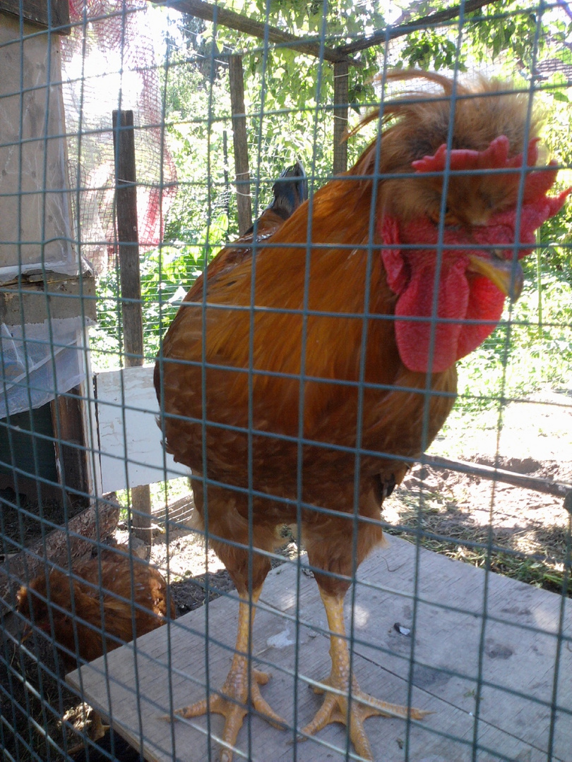 My rooster