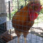 My rooster