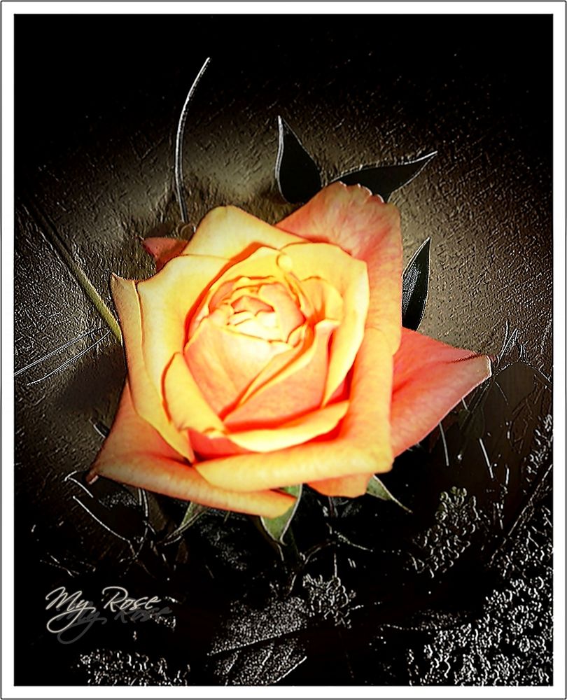 My Rose