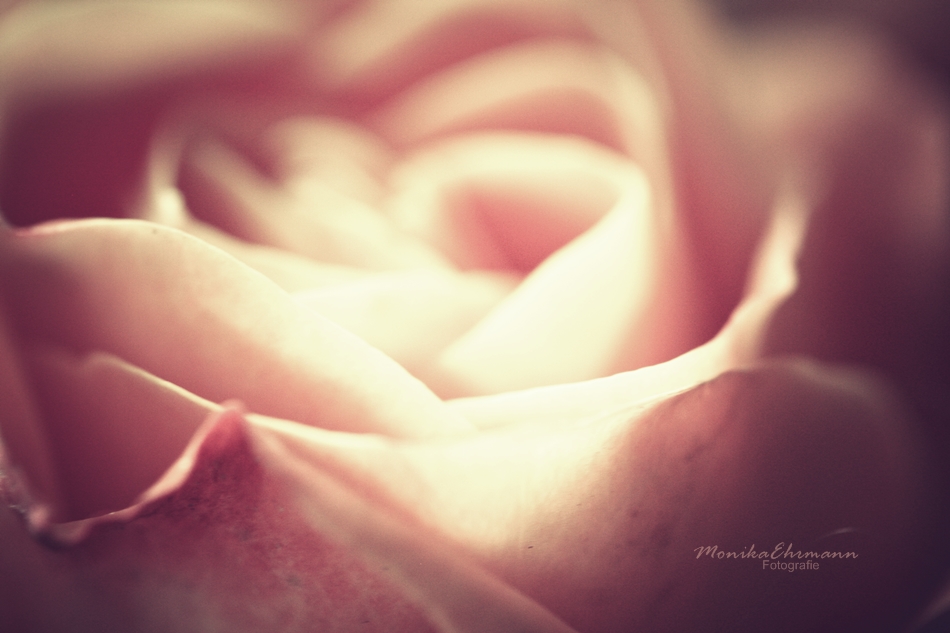 my rose ...