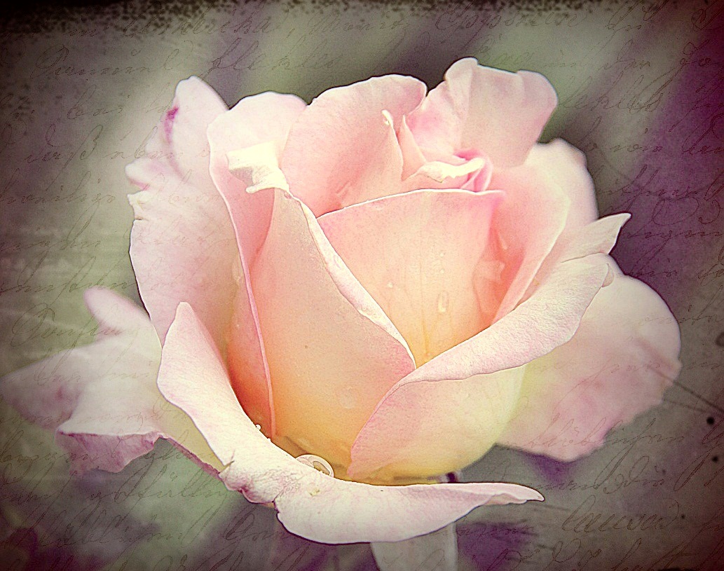 My Rose Garden II