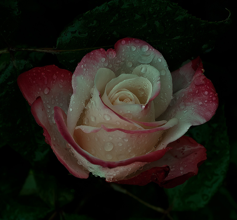 My rose in rain