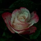 My rose in rain