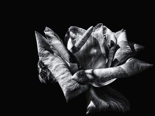 MY ROSE - LOVE ° b&w