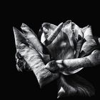 MY ROSE - LOVE ° b&w