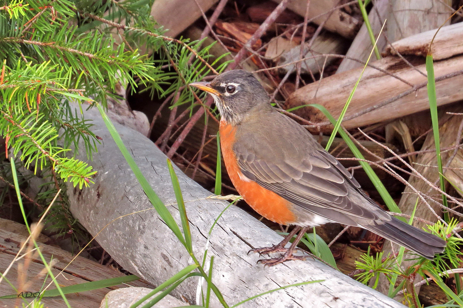 My second American Robin