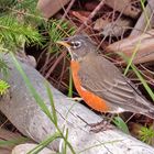 My second American Robin