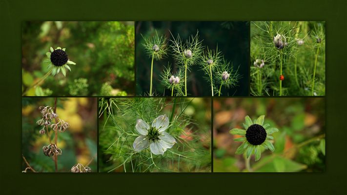 my secret garden - November