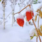 my secret garden - Novemberblümchen mit Schnee ...