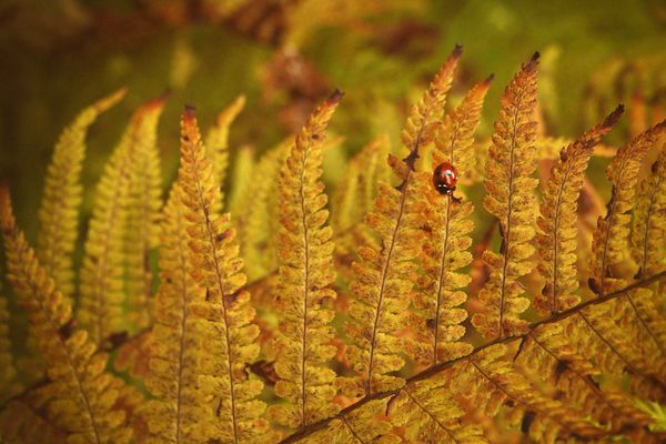 my secret garden - Novembergold