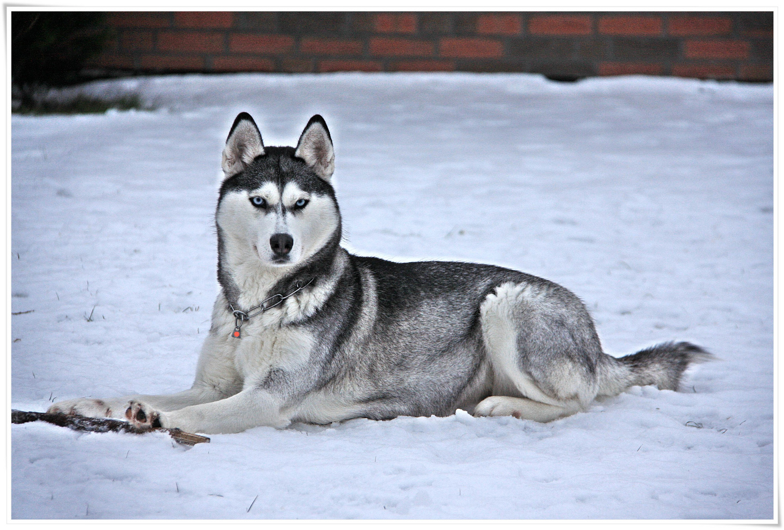 my Siberian Husky