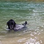 My sister's dog loves swimming