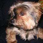 my sister,s yorkie............