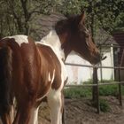 my small foal