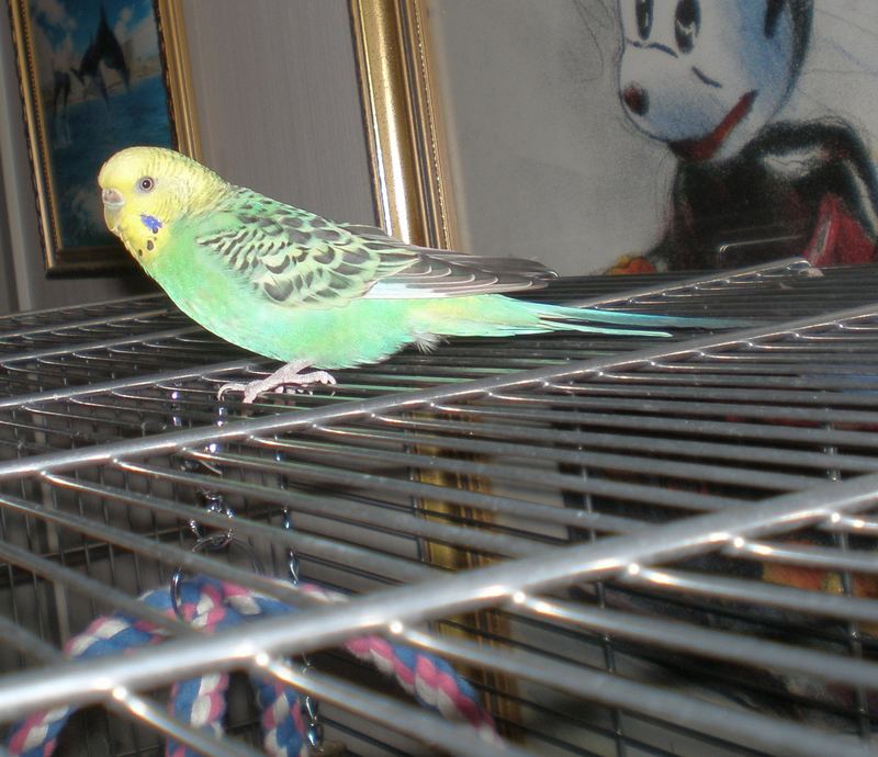 My soon 3 year old budgie Shirley