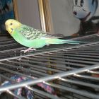 My soon 3 year old budgie Shirley