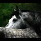 My stallion ...