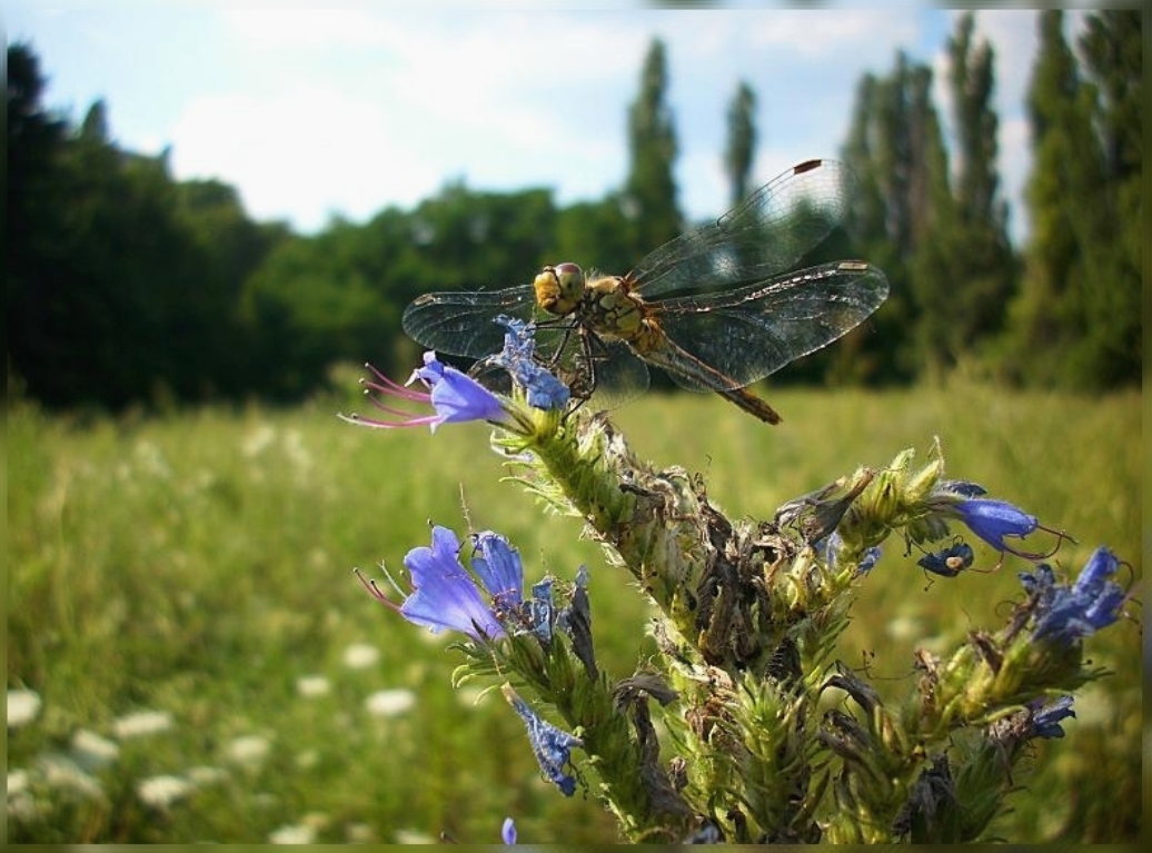 My summer dragonfly