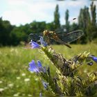 My summer dragonfly