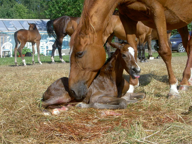 My trainers new born Foal.