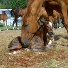 My trainers new born Foal.