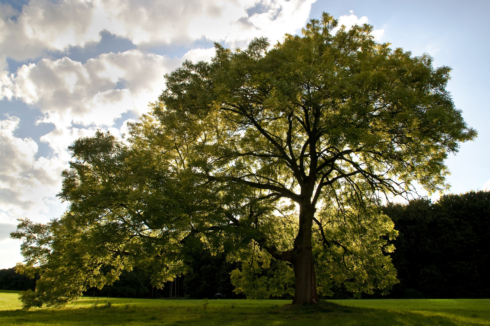 My Tree in August