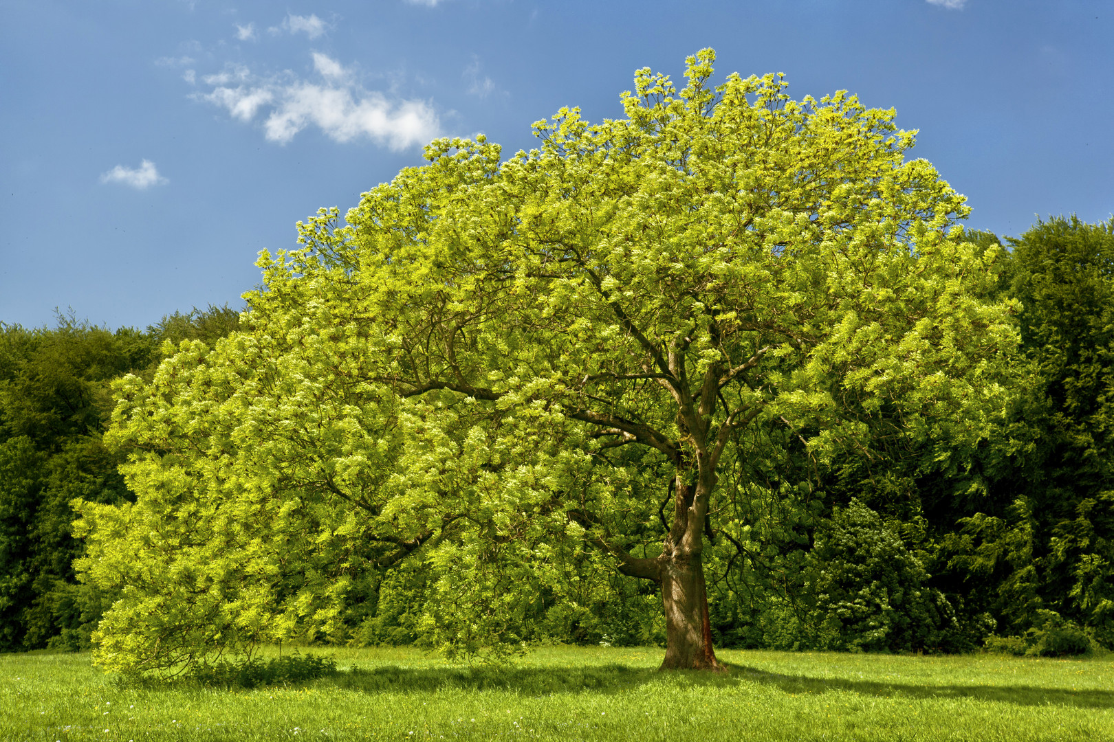 My Tree in May 01