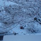 my tree in winter