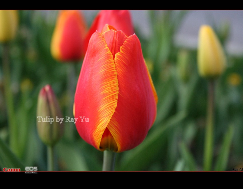 My tulip!