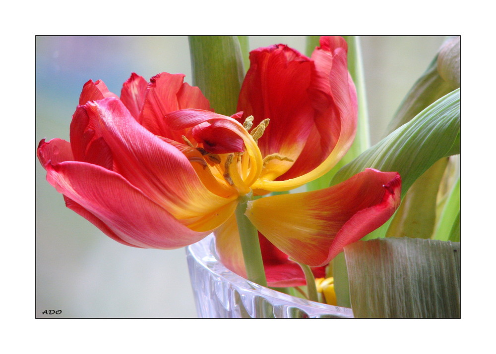 My Tulips - I can't throw them out just yet (2)