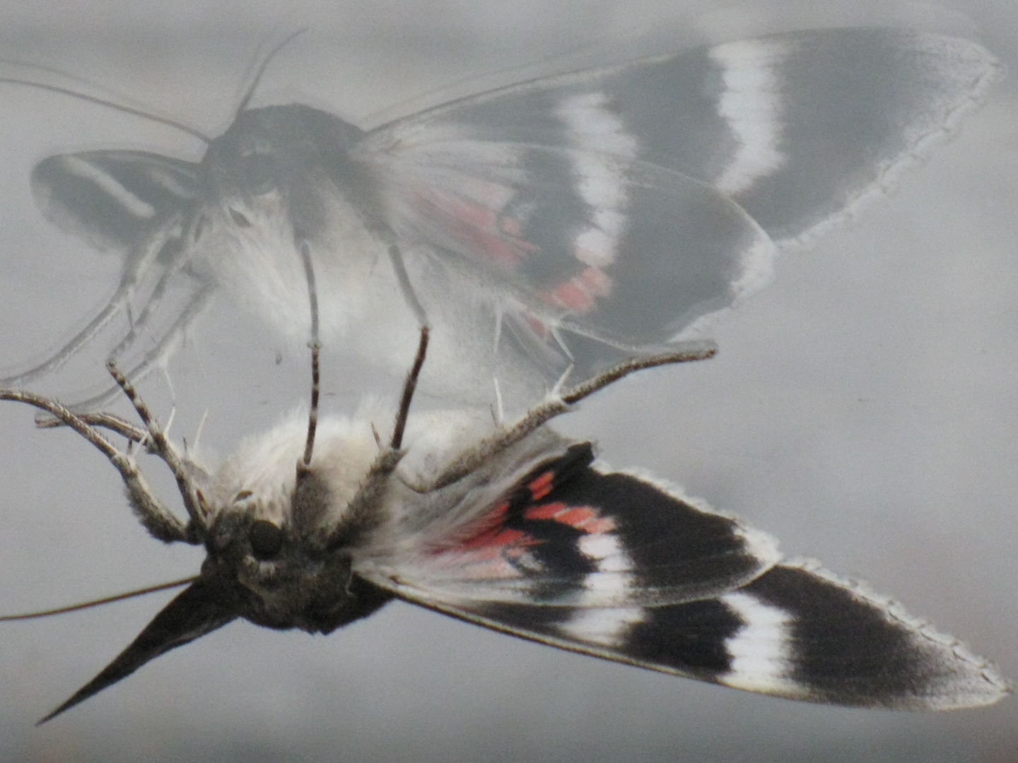 my twilight guest on the window glass