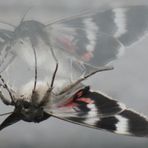 my twilight guest on the window glass