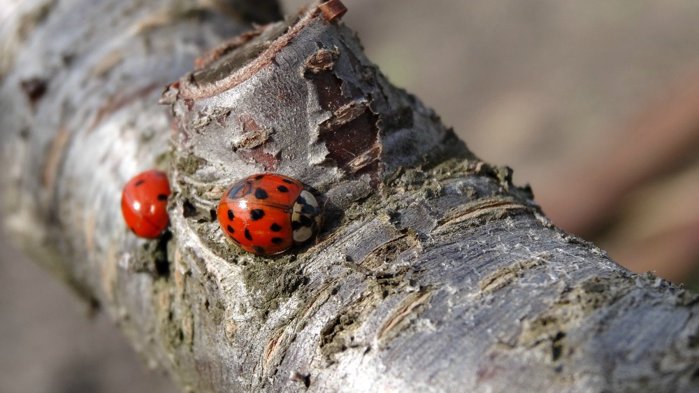 My Two Ladybugs