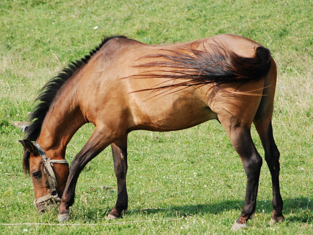 My uncles horse