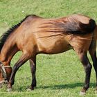 My uncles horse