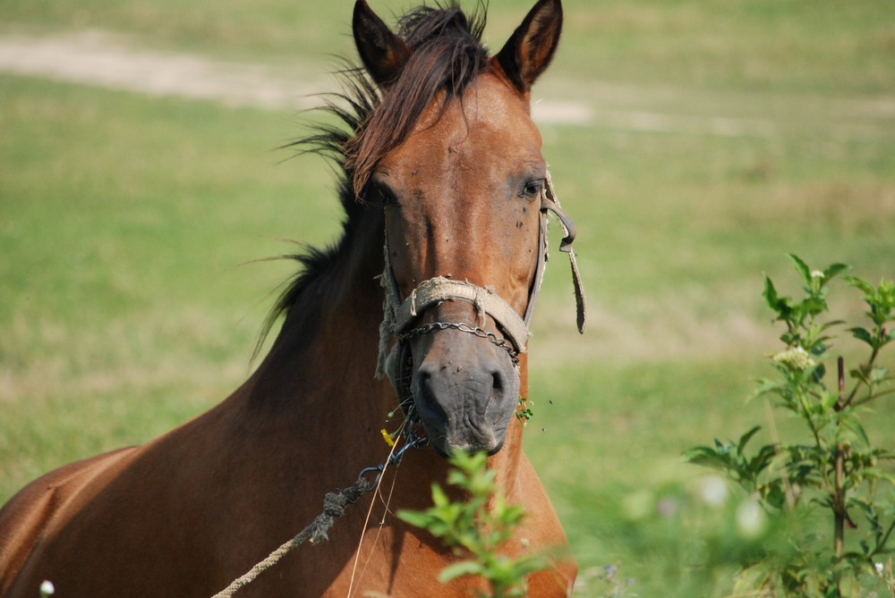 My uncles horse