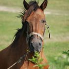 My uncles horse