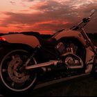 my V-ROD Muscle white hot denim @sundowner