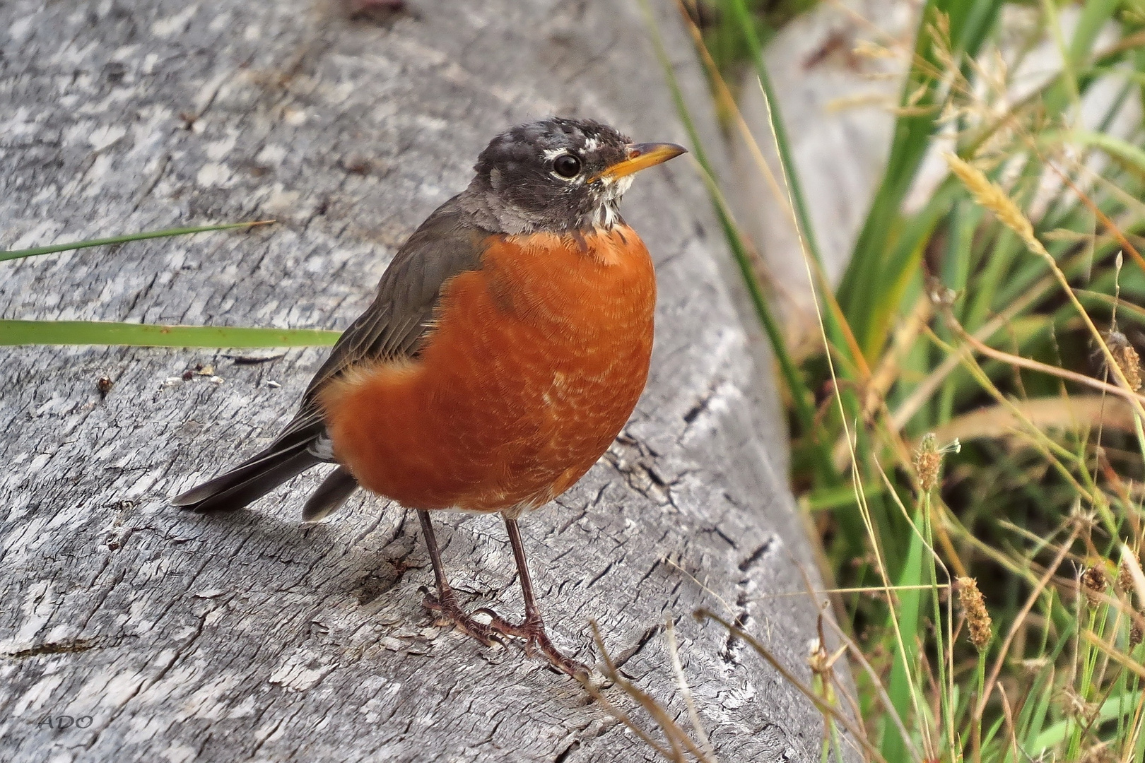 My very first American Robin